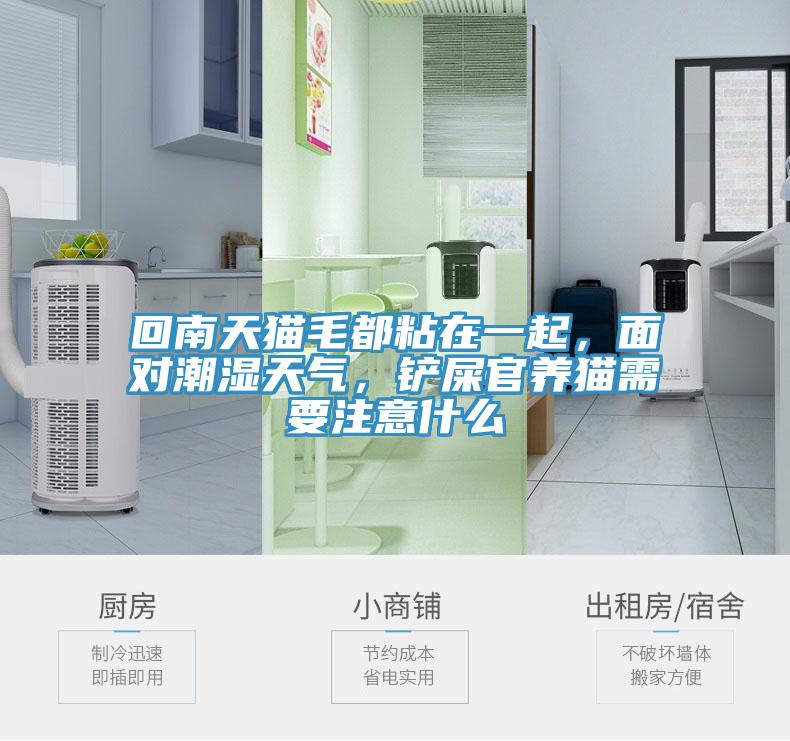回南天貓毛都粘在一起，面對(duì)潮濕天氣，鏟屎官養(yǎng)貓需要注意什么