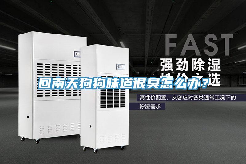 回南天狗狗味道很臭怎么辦？