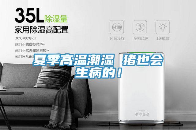 夏季高溫潮濕 豬也會生病的！