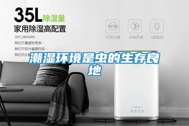 潮濕環境是蟲的生存良地