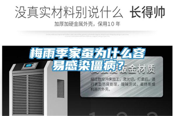 梅雨季家蠶為什么容易感染僵??？