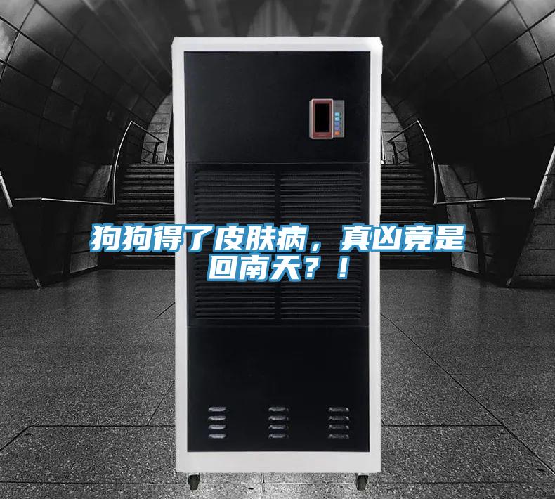 狗狗得了皮膚病，真兇竟是回南天？！
