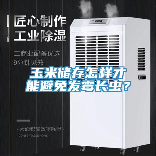 玉米儲存怎樣才能避免發霉長蟲？