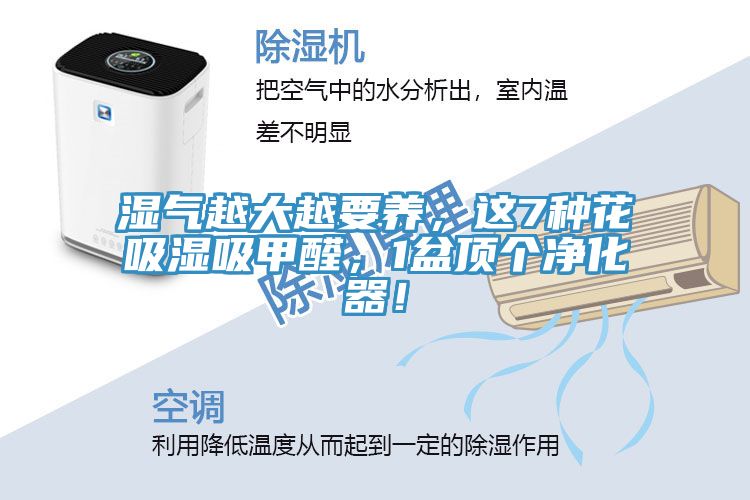 濕氣越大越要養，這7種花吸濕吸甲醛，1盆頂個凈化器！