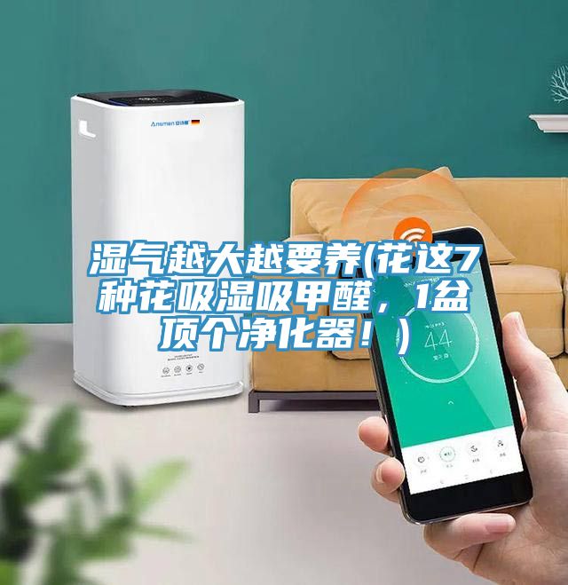 濕氣越大越要養(花這7種花吸濕吸甲醛，1盆頂個凈化器！)